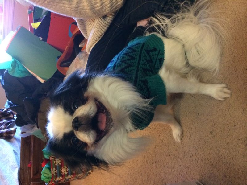 29 Small Dog Breeds That Form Especially Close Bonds with Their Owners 20 Japanese Chin