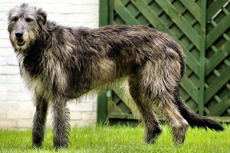 13 Dog Breeds That Inspired Local Myths And Ghost Stories 6 Irish Wolfhound