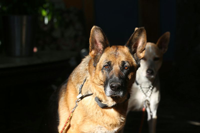 Shadowing You from Room to Room