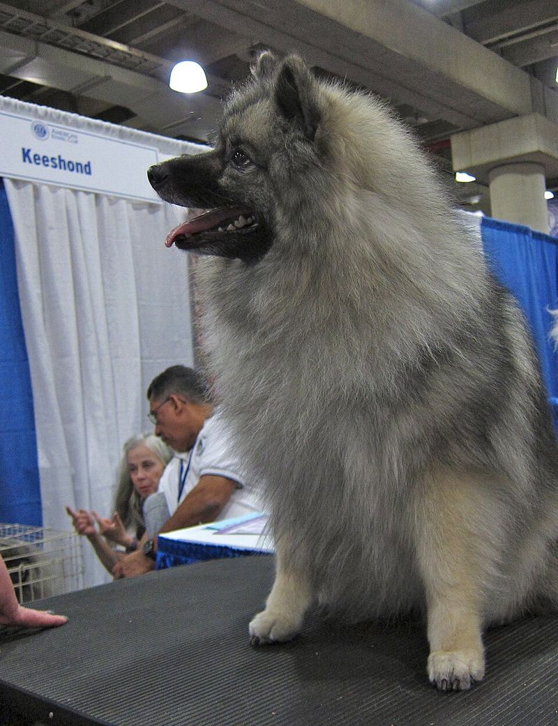 Keeshond