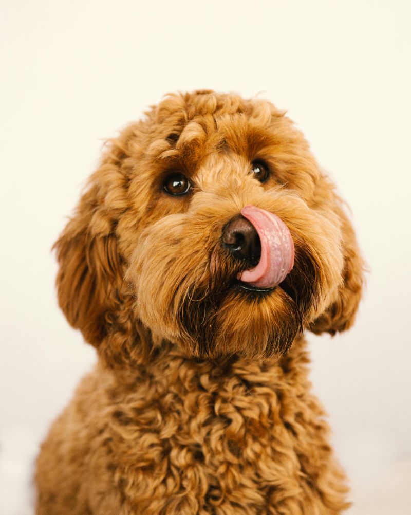 25 Popular Doodle Dog Breeds Gaining Attention in 2025 3 Goldendoodle