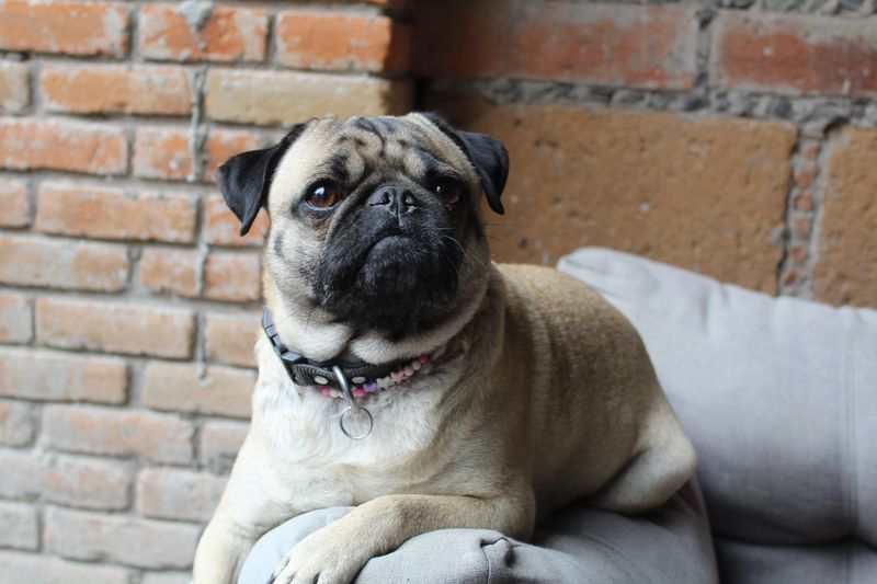 The wrong dog can make retirement harder - These breeds may fit a slower lifestyle better 5 Pug