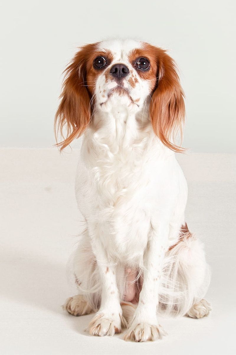 26 Dog Breeds Well-Suited for Seniors and Retirees 2 Cavalier King Charles Spaniel