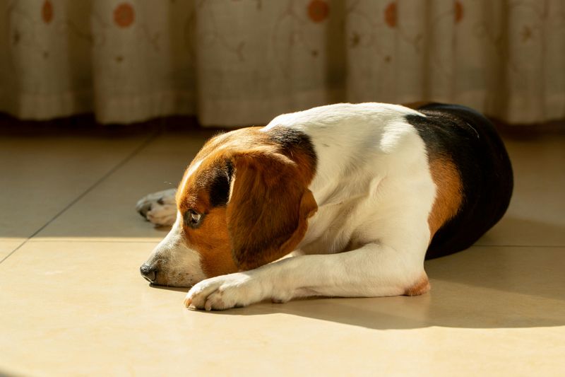 Dogs Don’t Always Seek Comfort the Same Way - 11 Patterns Owners Often Miss 3 Choosing to Lie Nearby Instead of Being Touched