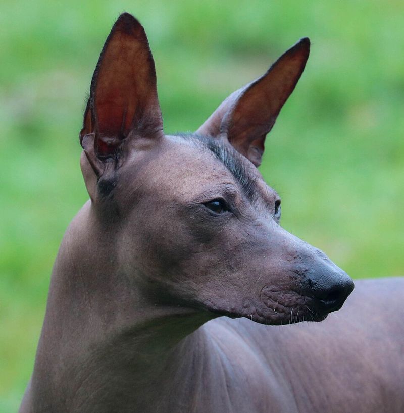 Peruvian Inca Orchid