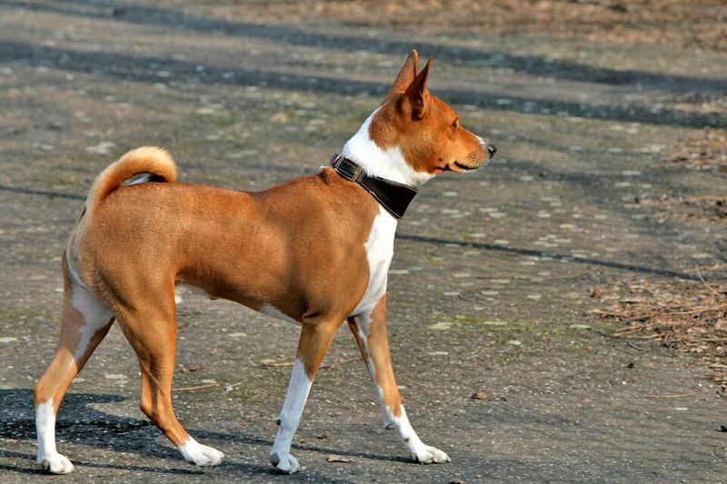 Basenji