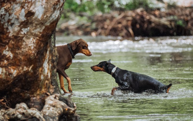 Doberman Pinscher