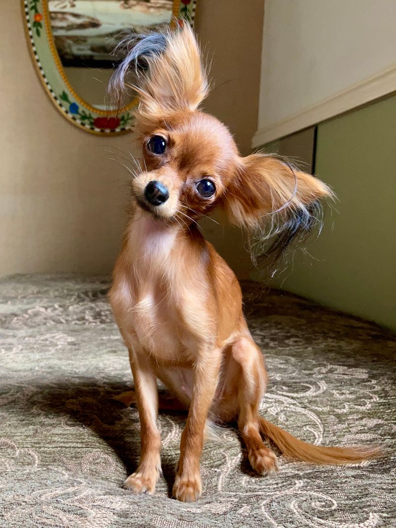 24 Dog Breeds Rapidly Rising in Popularity in 2025 23 Russian Toy