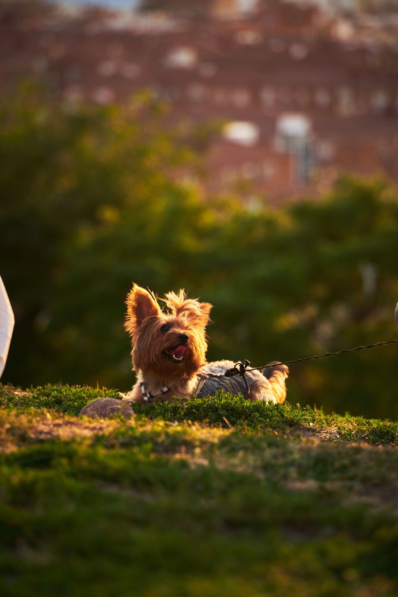 13 dog breeds that turned local favorites into global household names 2 Yorkshire Terrier
