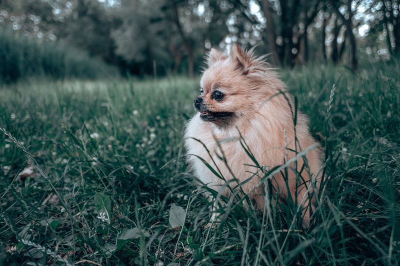 Think family dogs divide their affection equally? These breeds may create a very different pecking order 9 Pomeranian