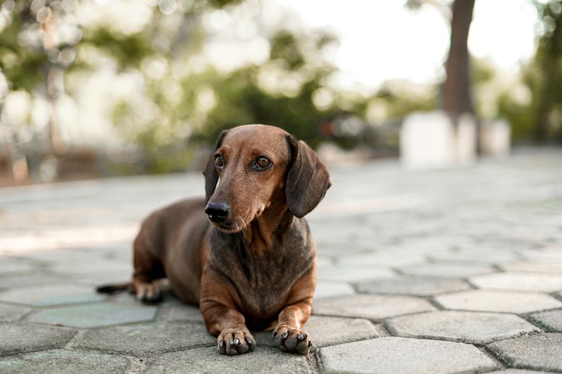 25 Dog Breeds with the Biggest and Most Expressive Personalities 4 Dachshund