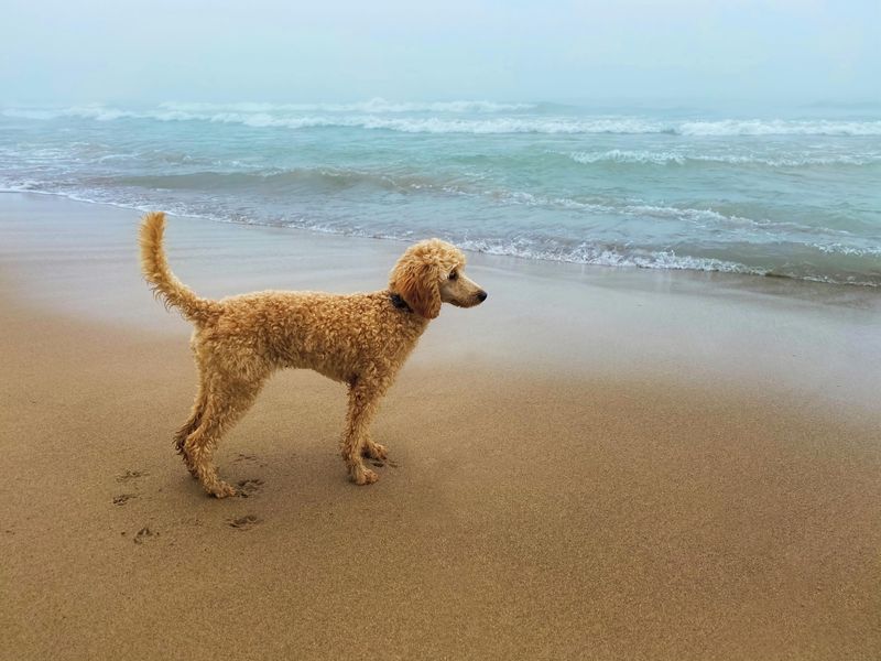13 top dog breeds you’ll see everywhere in California 6 Poodle