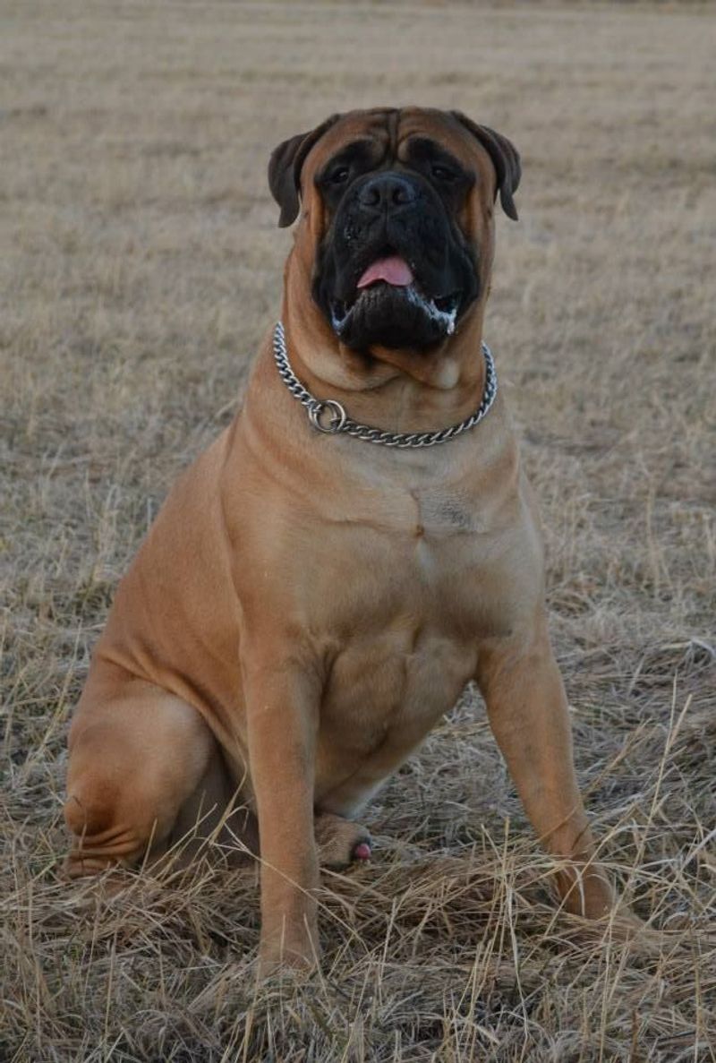 26 Protective Dog Breeds and How to Manage Their High Energy and Instincts 6 Bullmastiff