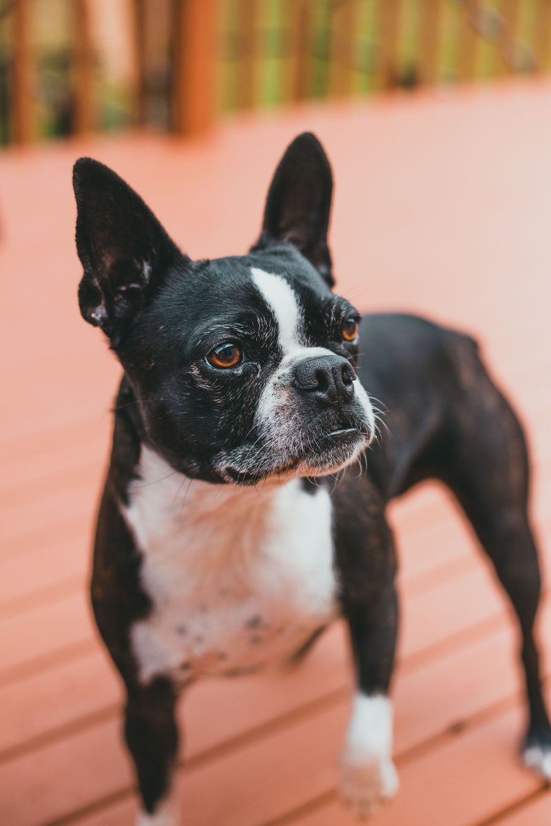 Friendly by nature, these dog breeds rarely become overbearing 10 Boston Terrier