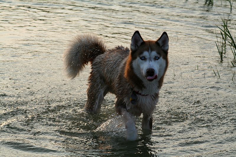 Siberian Husky