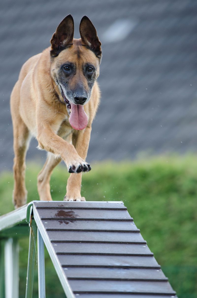 12 dogs that become far easier to live with once routines are respected and maintained 7 Belgian Malinois