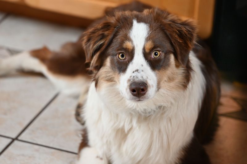 Once these dog breeds become part of your life, you'll rarely walk through the house alone 11 Australian Shepherd