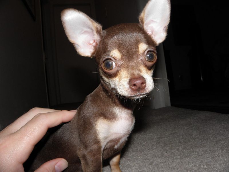 Chihuahua