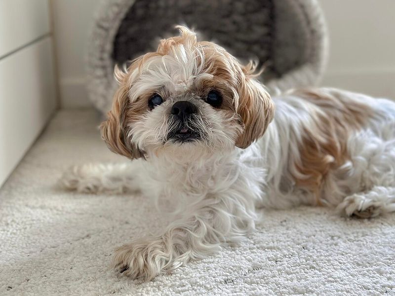 10 calm dog breeds owners love because they don’t turn life into a fitness challenge 9 Shih Tzu