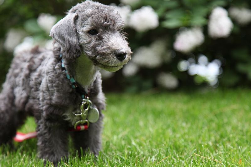 Bedlington Terrier