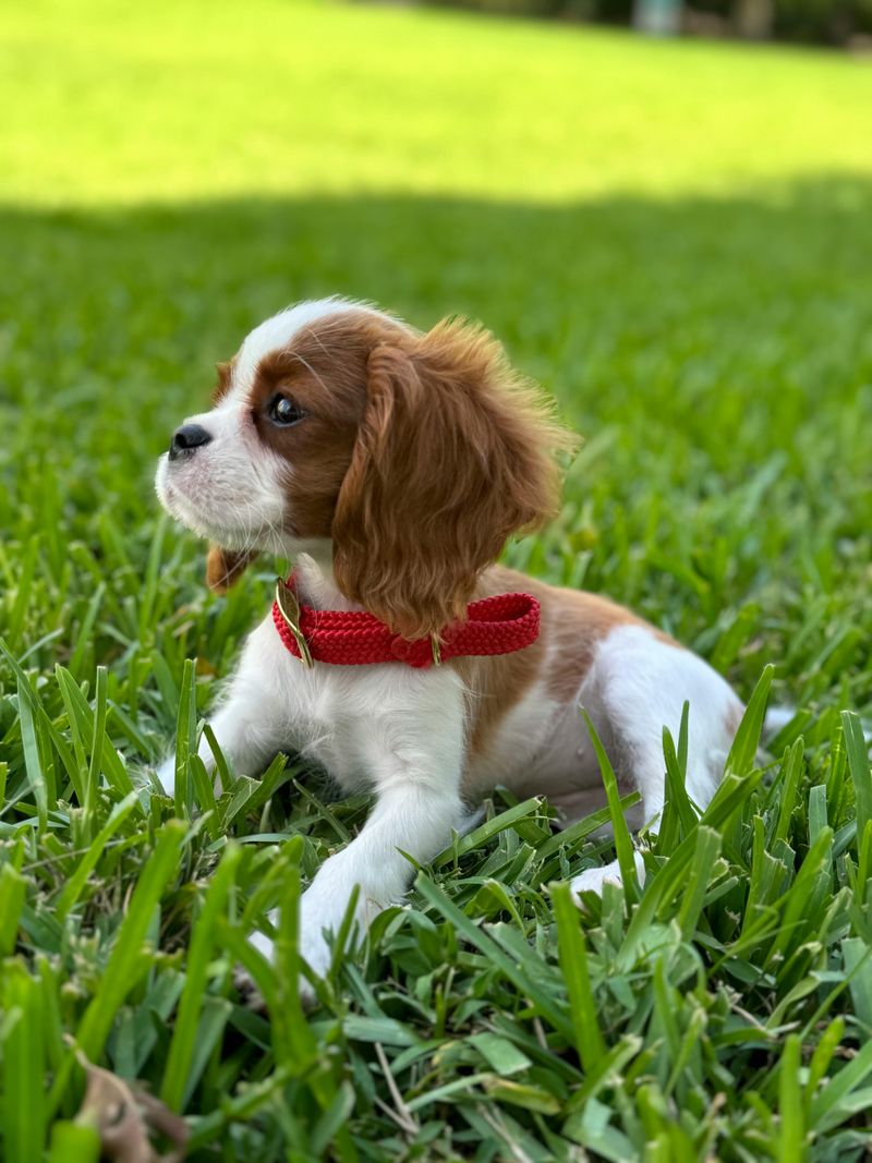 Cavalier King Charles Spaniel