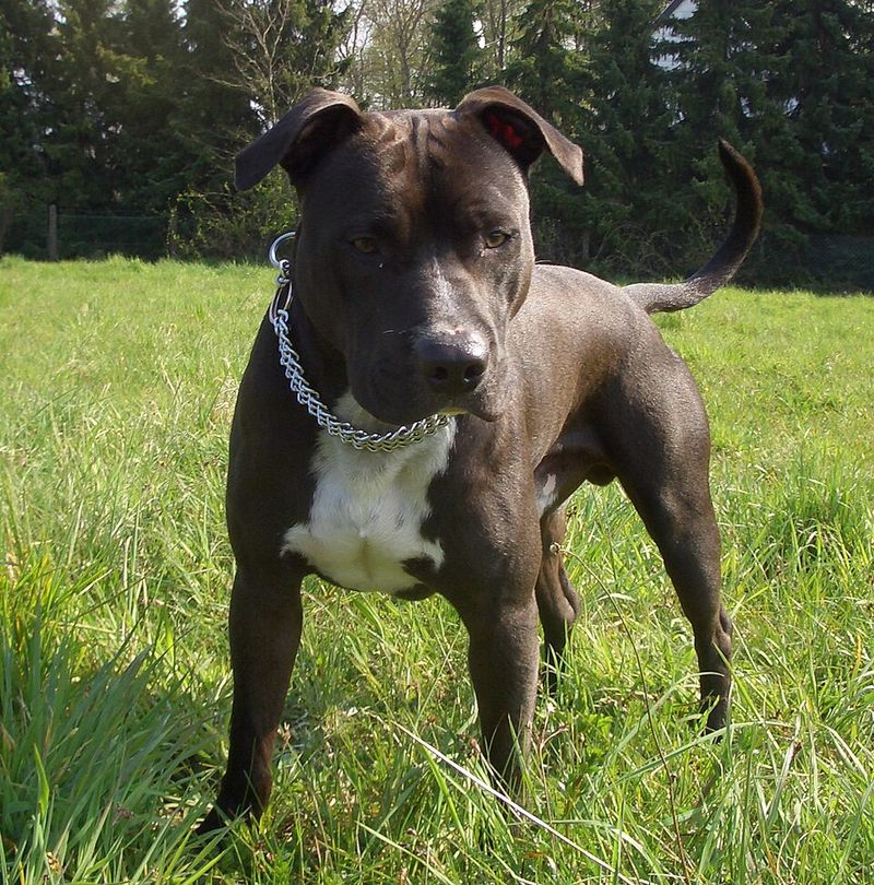 American Staffordshire Terrier