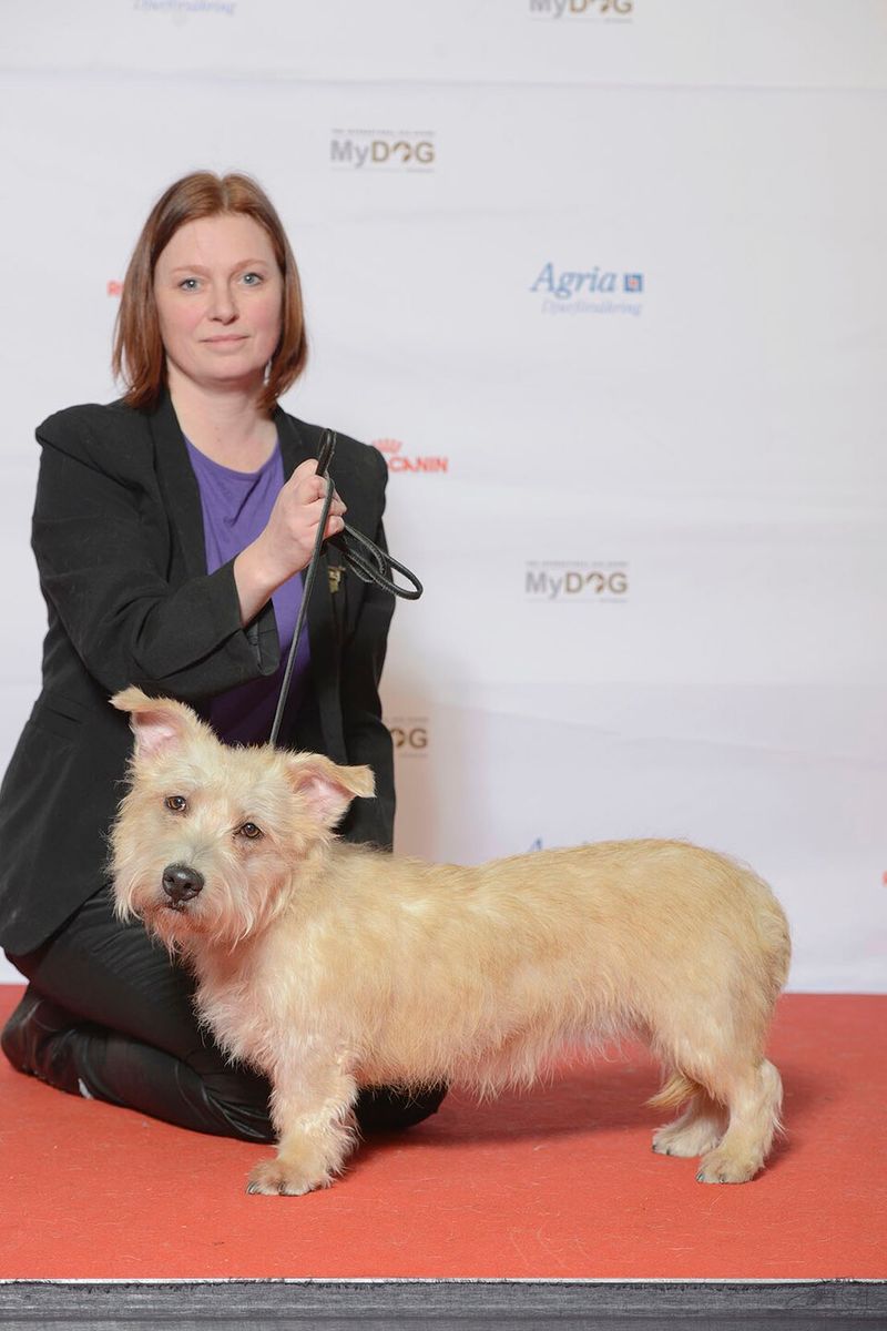 15 Ultra-Rare Dog Breeds You’ll Almost Never Spot in Everyday Life 16 Glen of Imaal Terrier