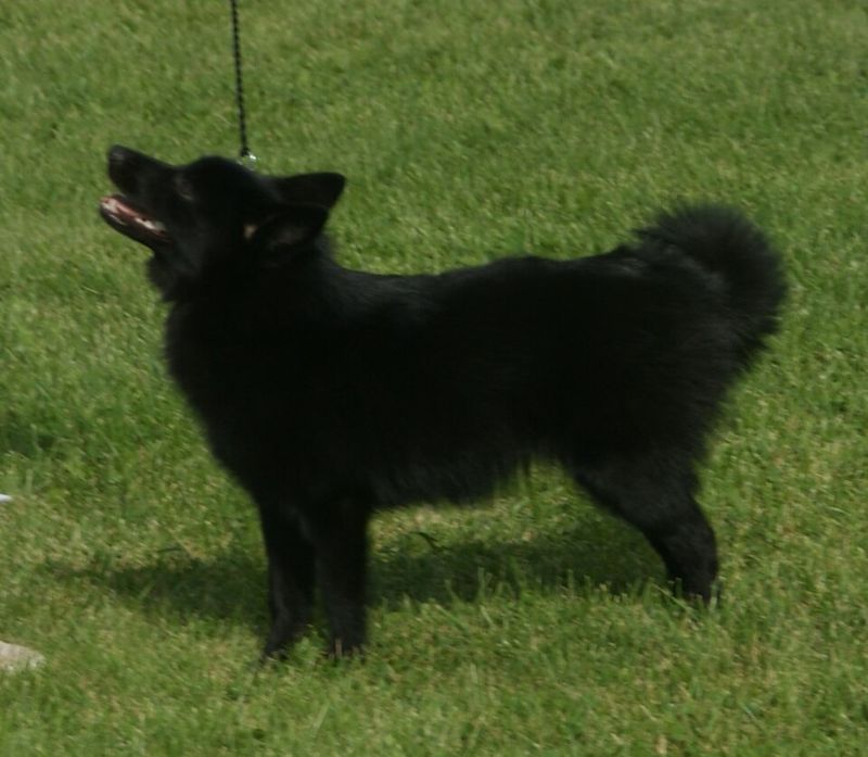 Schipperke