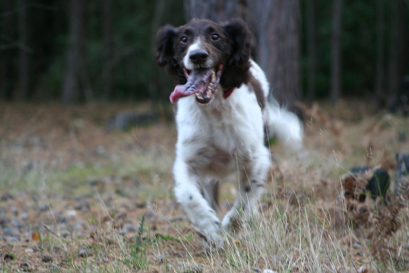 English Springer Spaniel