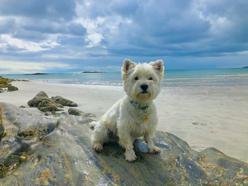 26 Compact Dog Breeds with Remarkable Courage and Confidence 9 West Highland White Terrier