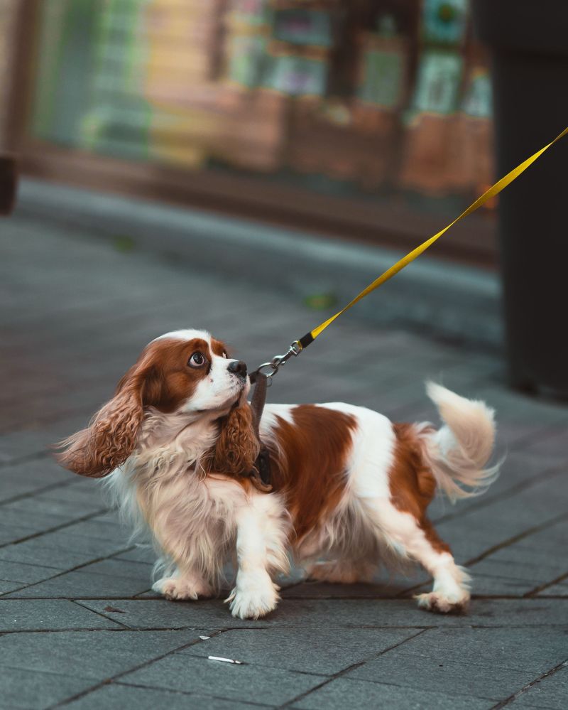Love your personal space? These dogs may consider that an unnecessary household rule 3 Cavalier King Charles Spaniel