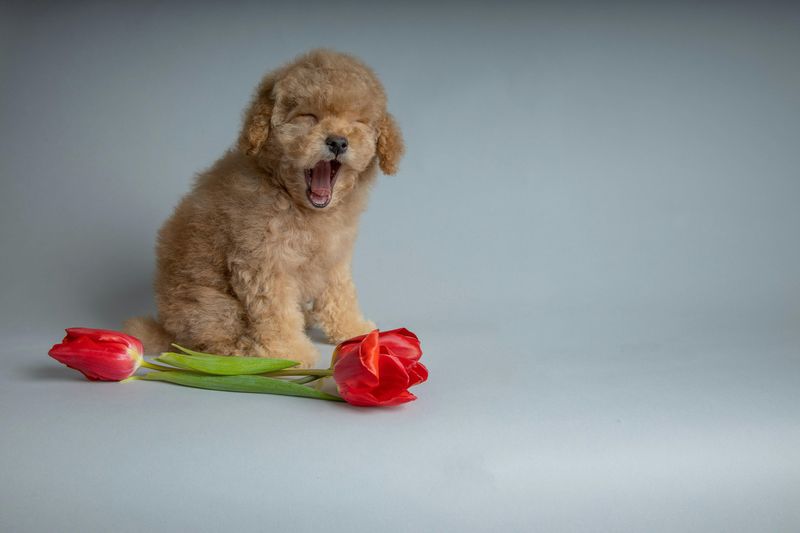 Toy Poodle