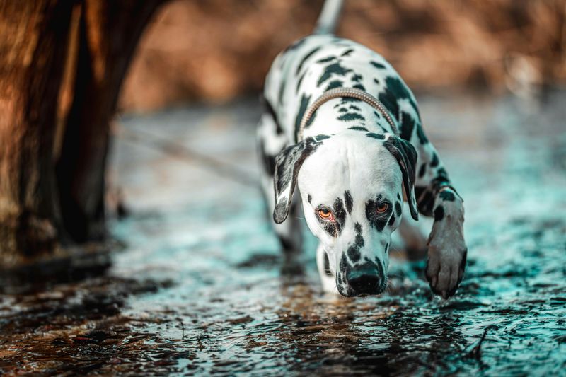 13 dog breeds people rush to adopt and quietly give up on later 5 Dalmatian
