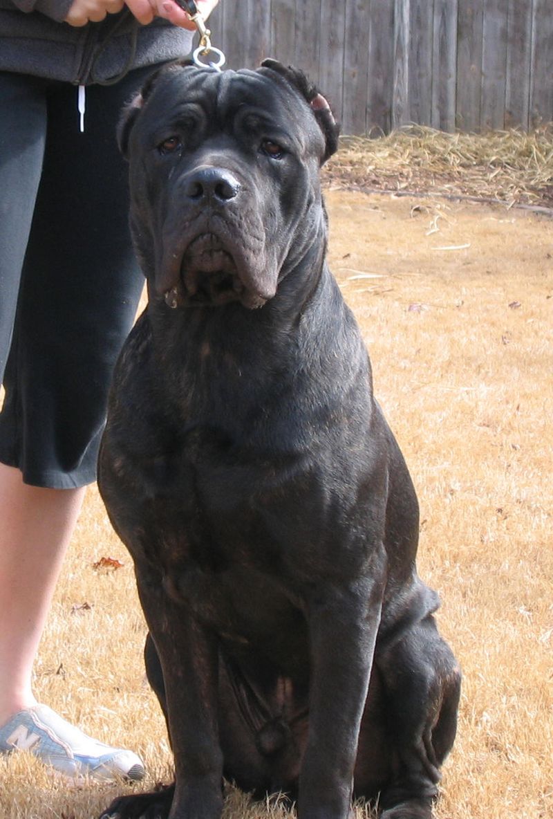 Impatient owners often struggle with these 13 remarkable dog breeds 11 Cane Corso
