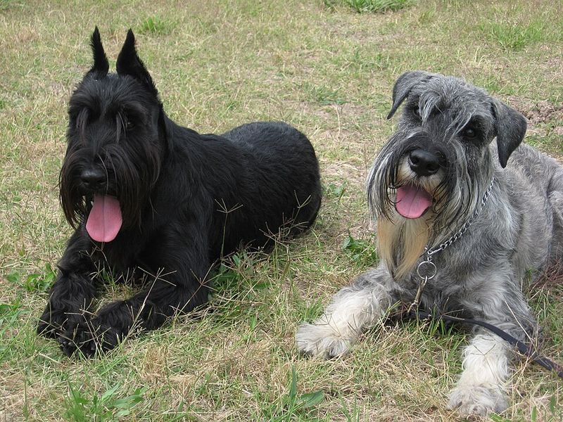 From tiny companions to powerful workers, Germany produced far more dog breeds than many people realize 5 Standard Schnauzer