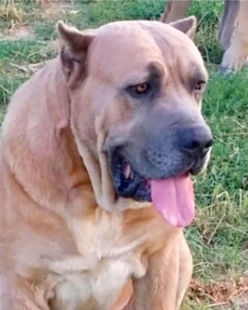 Calm doesn't mean unaware - These breeds can switch from relaxed to watchful when the situation changes 8 Cane Corso