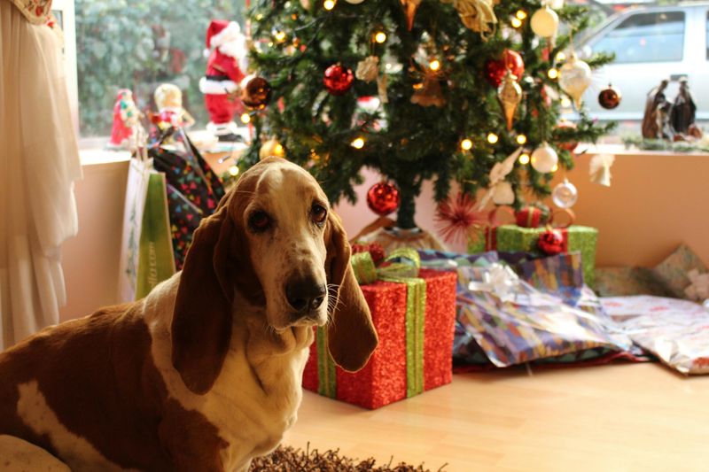 Basset Hound