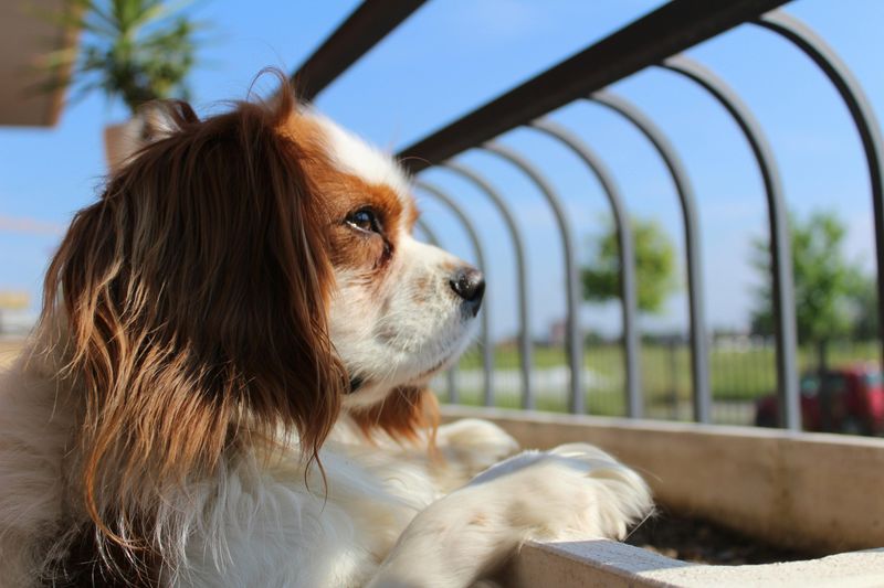 Cavalier King Charles Spaniel