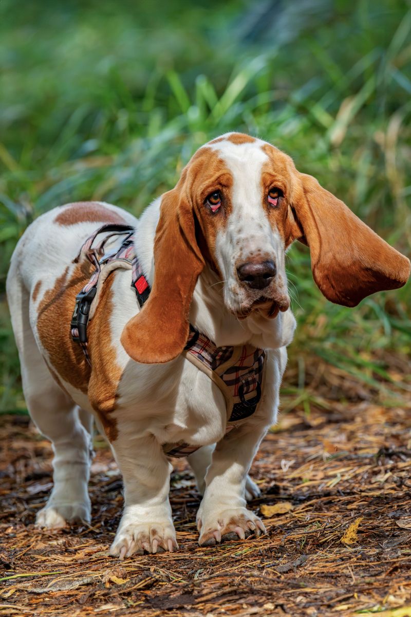 These 10 dog breeds quietly become the most stress-free members of the household 9 Basset Hound
