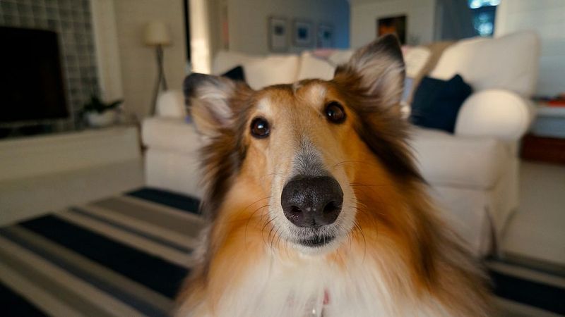20 Dog Breeds Known for Their Curious and Inquisitive Nature 10 Shetland Sheepdog