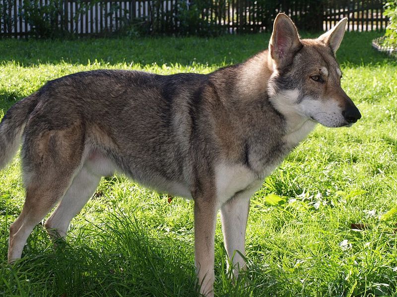 27 Dog Breeds That Closely Resemble Wolves in Looks and Temperament 8 Saarloos Wolfdog