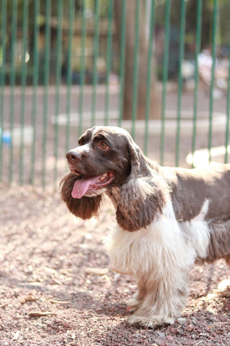14 dogs that are surprisingly patient during long training sessions 8 English Springer Spaniel