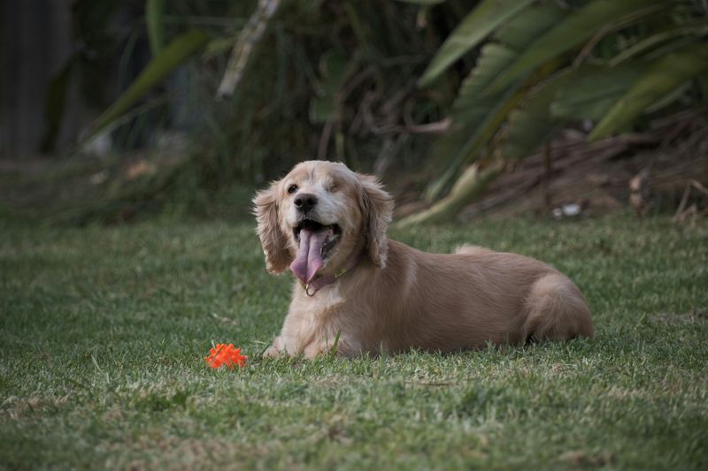13 hilariously judgmental dogs that somehow make disappointment look personal 11 Cocker Spaniel