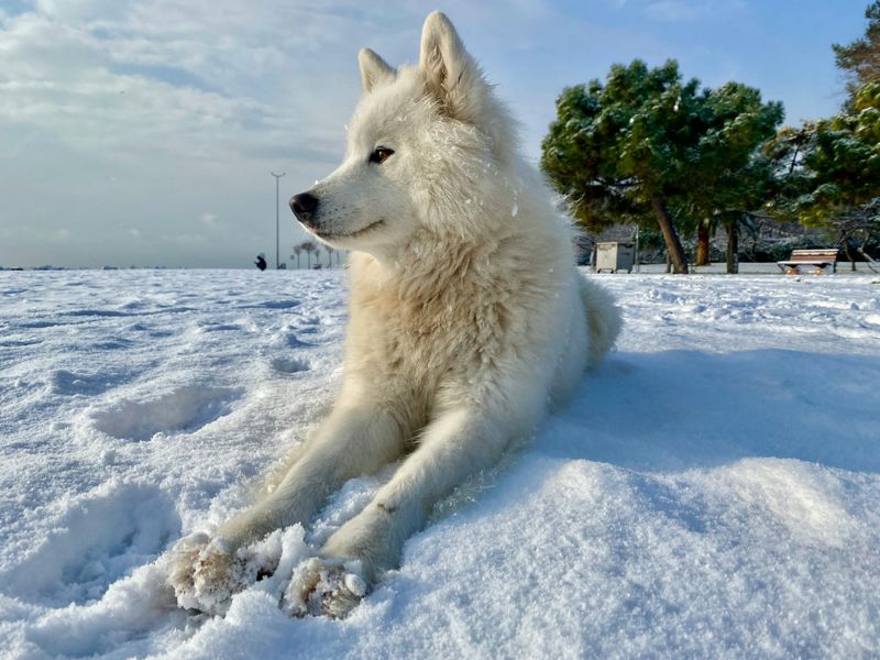 Samoyed