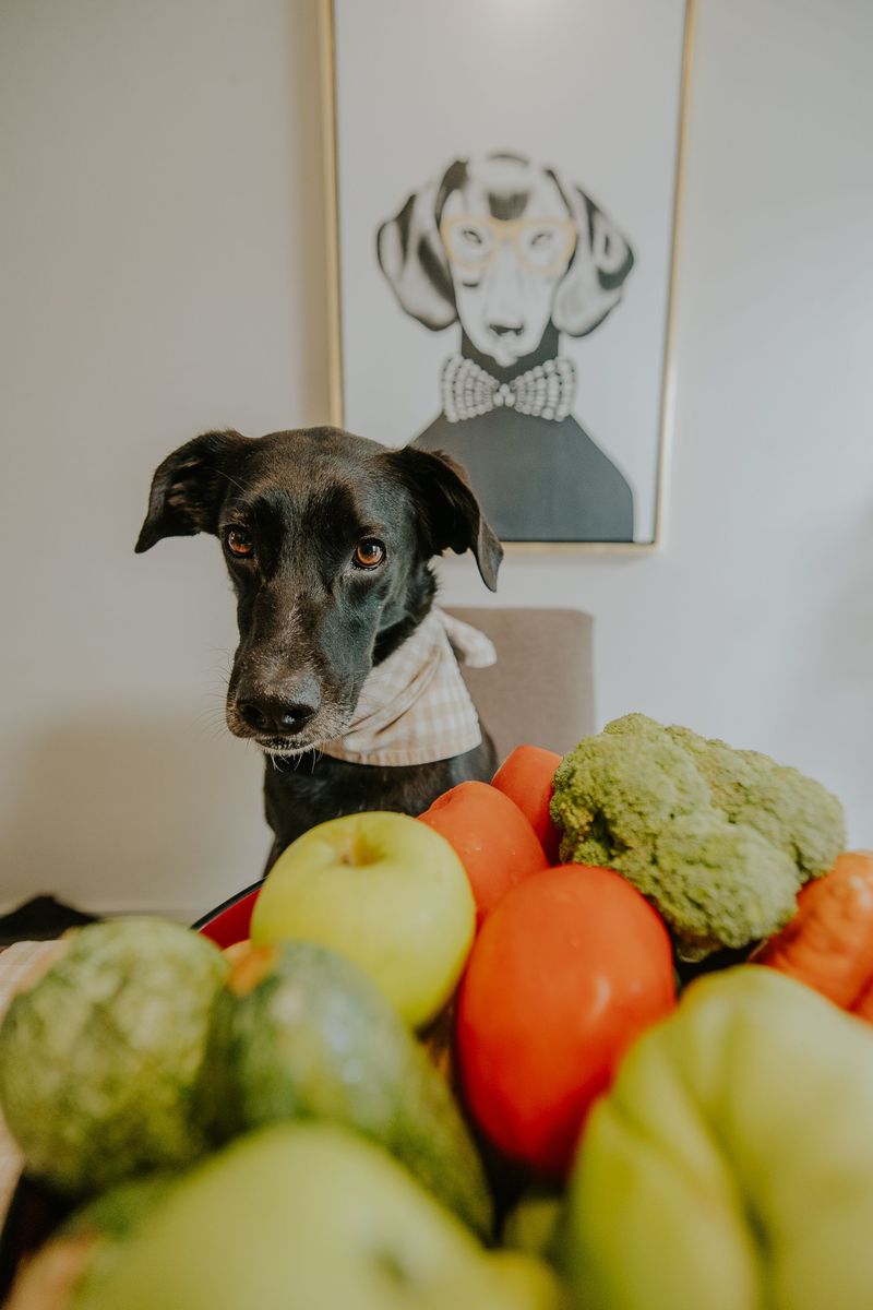 Winter paws take a beating, and these 9 habits keep them from cracking 10 Feed for healthy skin