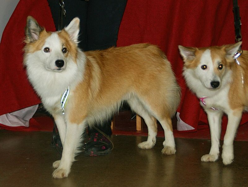 9 Spitz-Type Dog Breeds With Big Personalities - And the Training Style They Respond To Best 10 Icelandic Sheepdog