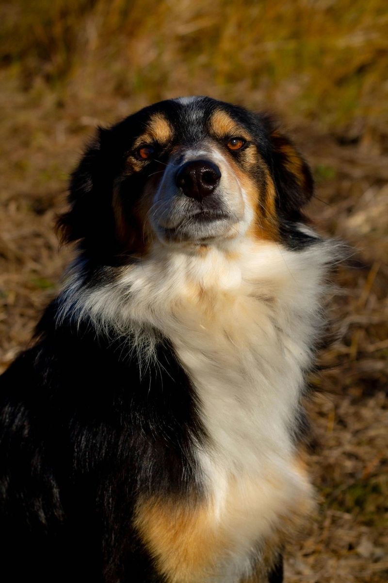 Australian Shepherd