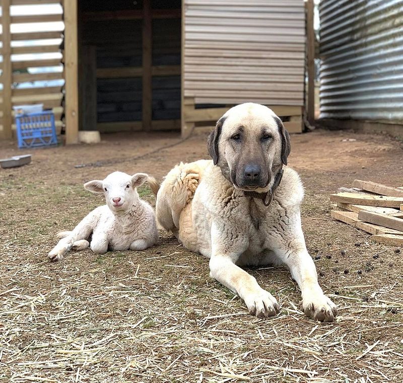14 Dog Breeds That Grow Emotionally Attached to Places, Not Just People 8 Kangal Shepherd Dog