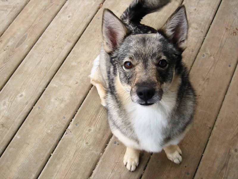 Swedish Vallhund
