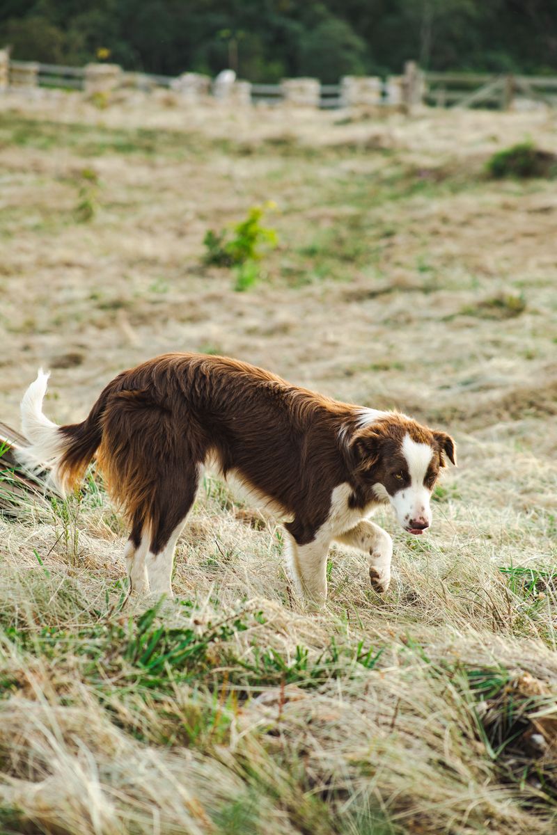 Border Collie